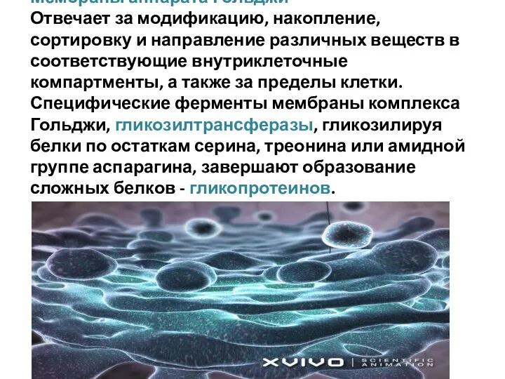 Мембраны аппарата Гольджи Отвечает за модификацию, накопление, сортировку и направление различных