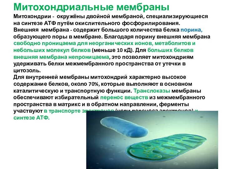 Митохондриальные мембраны Митохондрии - окружёны двойной мембраной, специализирующиеся на синтезе АТФ