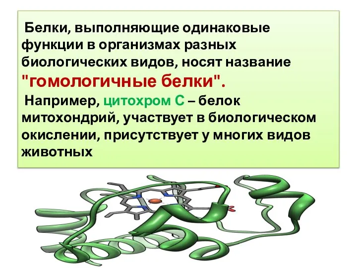 Белки, выполняющие одинаковые функции в организмах разных биологических видов, носят название