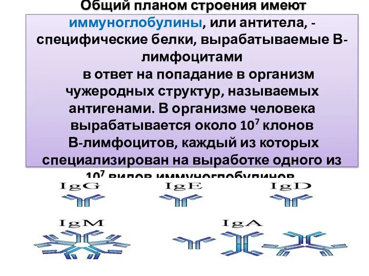 Общий планом строения имеют иммуноглобулины, или антитела, - специфические белки, вырабатываемые