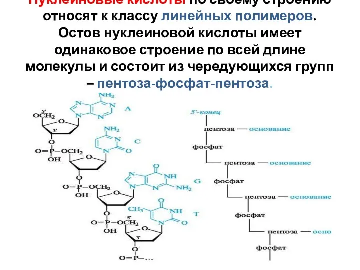 Нуклеиновые кислоты по своему строению относят к классу линейных полимеров. Остов