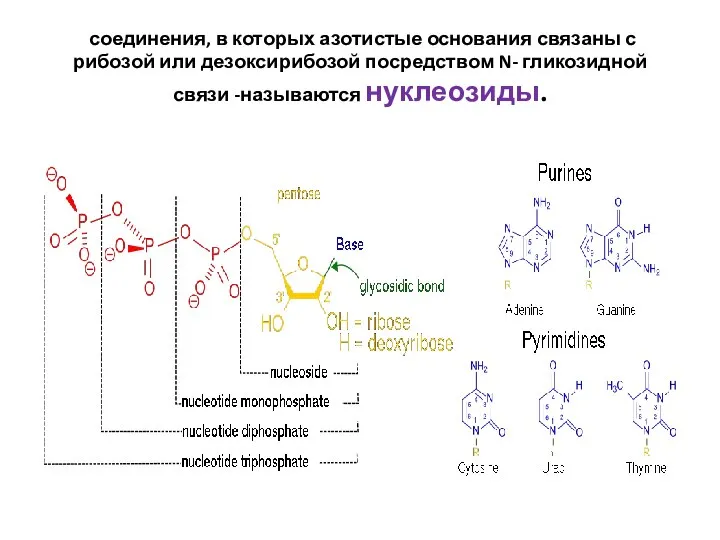 соединения, в которых азотистые основания связаны с рибозой или дезоксирибозой посредством N- гликозидной связи -называются нуклеозиды.