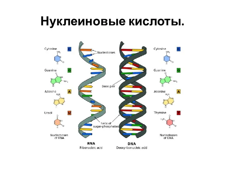 Нуклеиновые кислоты.