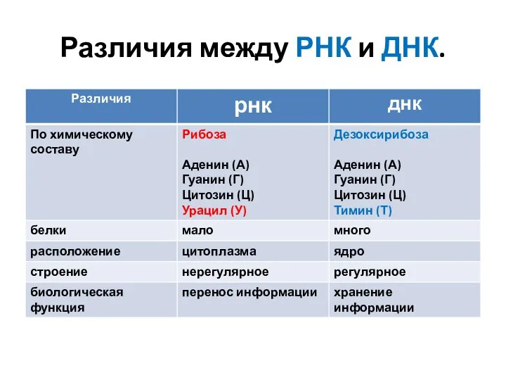 Различия между РНК и ДНК.