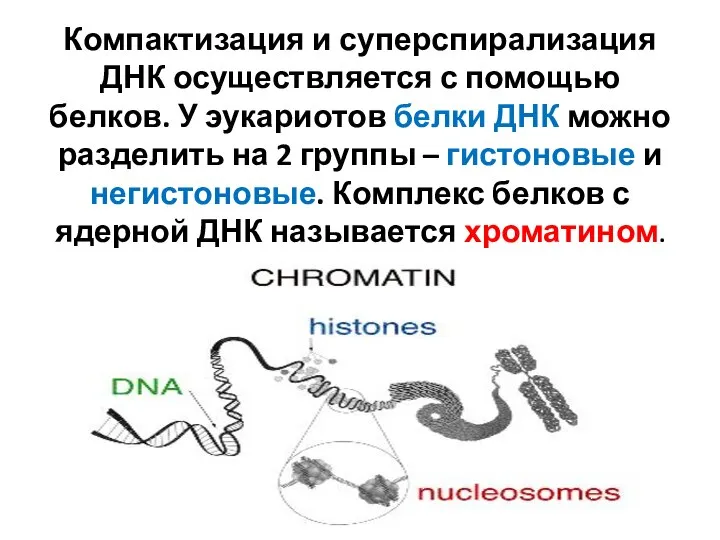 Компактизация и суперспирализация ДНК осуществляется с помощью белков. У эукариотов белки