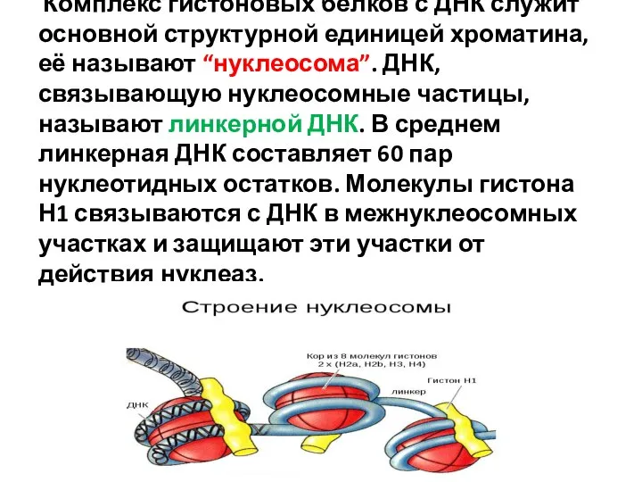 Комплекс гистоновых белков с ДНК служит основной структурной единицей хроматина, её