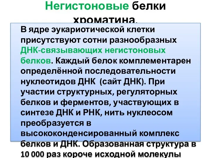 Негистоновые белки хроматина. В ядре эукариотической клетки присутствуют сотни разнообразных ДНК-связывающих