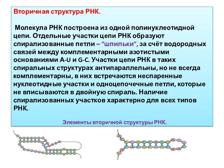 Вторичная структура РНК. Молекула РНК построена из одной полинуклеотидной цепи. Отдельные