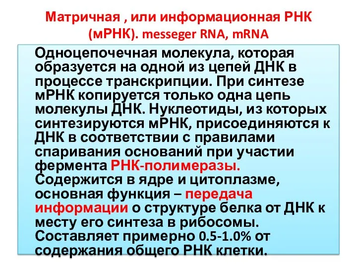 Матричная , или информационная РНК (мРНК). messeger RNA, mRNA Одноцепочечная молекула,