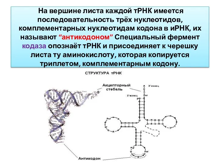 На вершине листа каждой тРНК имеется последовательность трёх нуклеотидов, комплементарных нуклеотидам