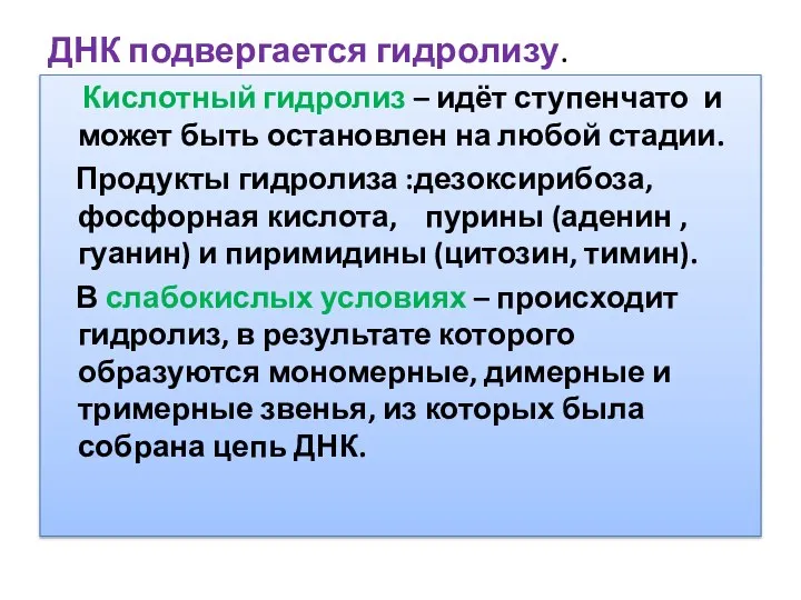 ДНК подвергается гидролизу. Кислотный гидролиз – идёт ступенчато и может быть