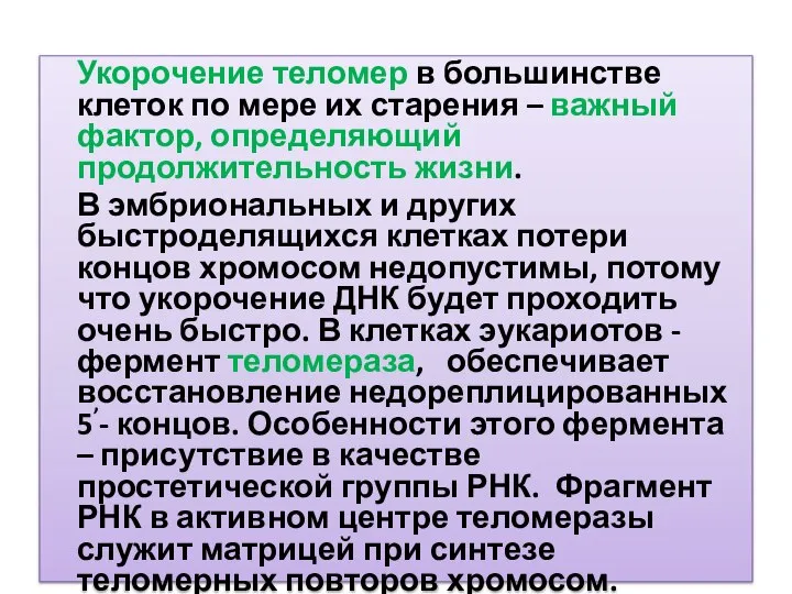 Укорочение теломер в большинстве клеток по мере их старения – важный