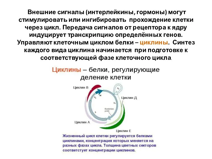 Внешние сигналы (интерлейкины, гормоны) могут стимулировать или ингибировать прохождение клетки через