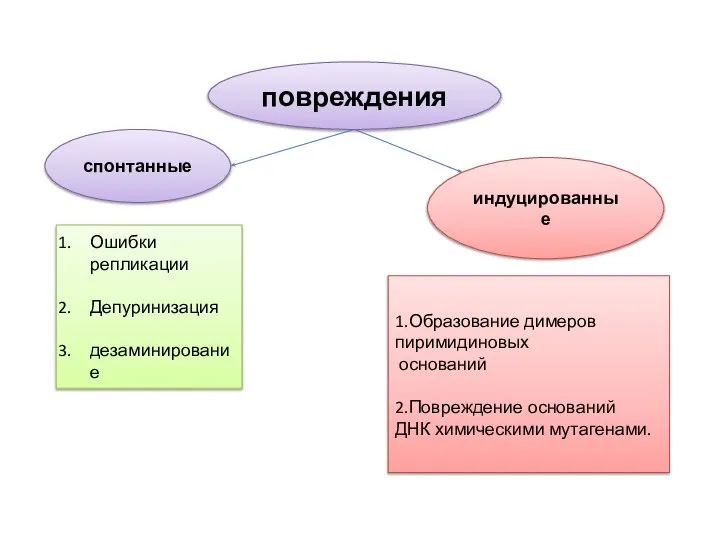 повреждения спонтанные индуцированные Ошибки репликации Депуринизация дезаминирование 1.Образование димеров пиримидиновых оснований 2.Повреждение оснований ДНК химическими мутагенами.