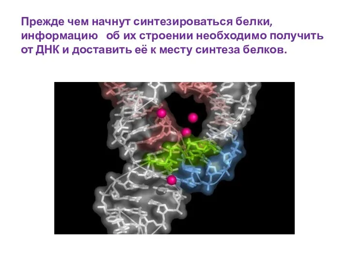 Прежде чем начнут синтезироваться белки, информацию об их строении необходимо получить