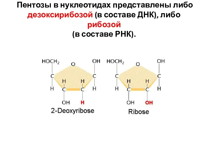 Пентозы в нуклеотидах представлены либо дезоксирибозой (в составе ДНК), либо рибозой (в составе РНК).