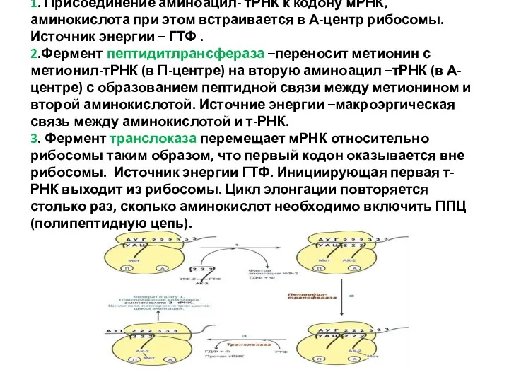 1. Присоединение аминоацил- тРНК к кодону мРНК, аминокислота при этом встраивается