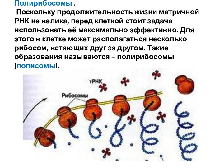 Полирибосомы . Поскольку продолжительность жизни матричной РНК не велика, перед клеткой