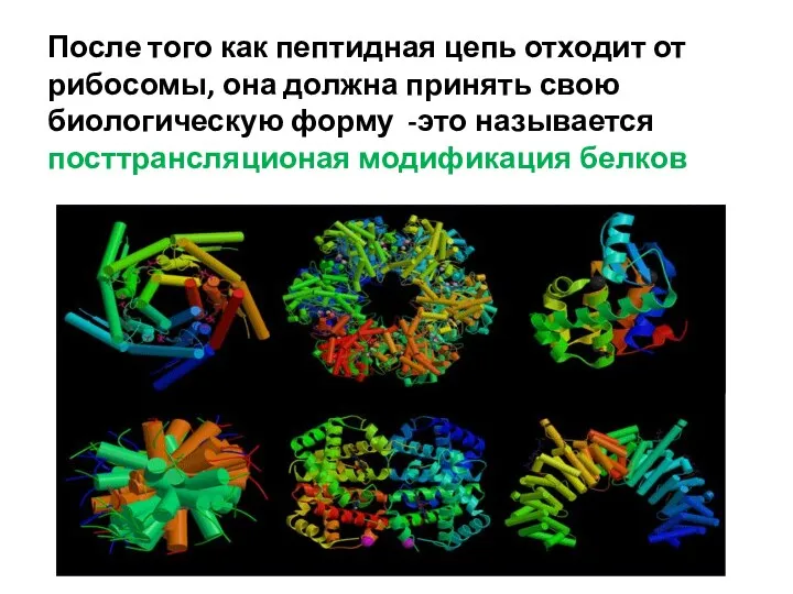 После того как пептидная цепь отходит от рибосомы, она должна принять