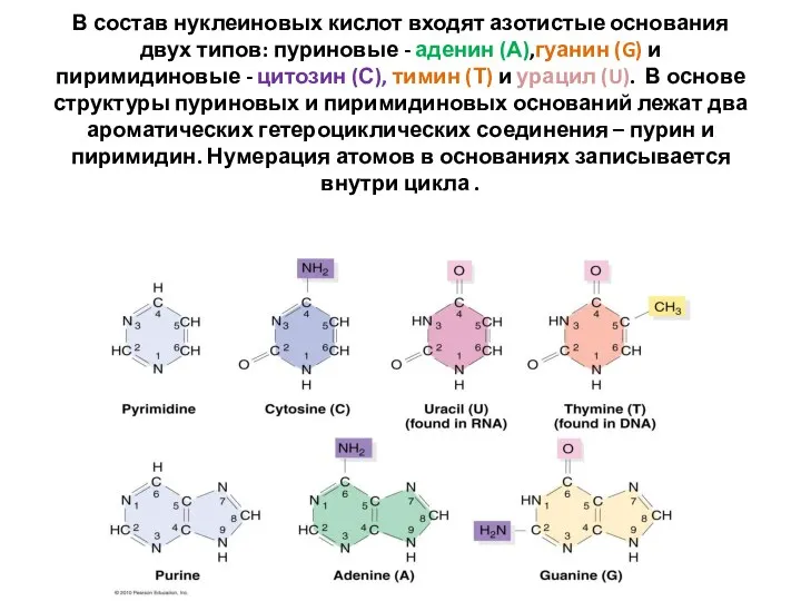 В состав нуклеиновых кислот входят азотистые основания двух типов: пуриновые -