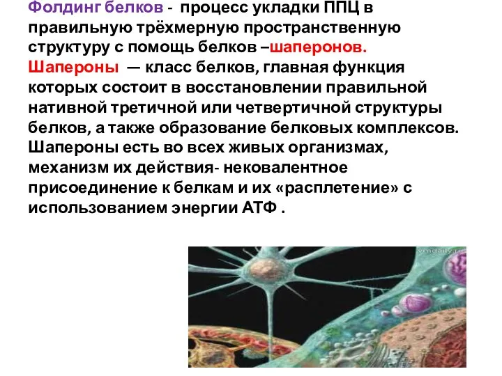 Фолдинг белков - процесс укладки ППЦ в правильную трёхмерную пространственную структуру