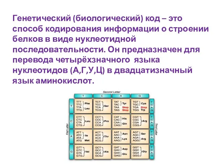 Генетический (биологический) код – это способ кодирования информации о строении белков