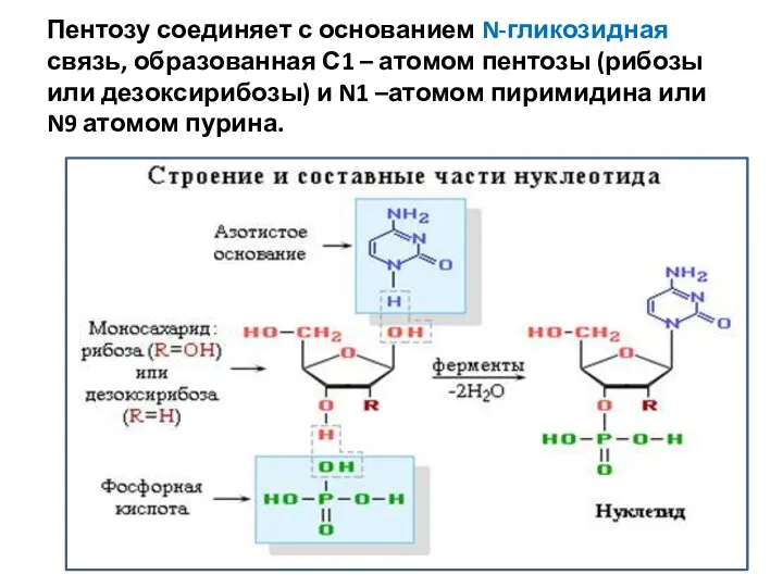 Пентозу соединяет с основанием N-гликозидная связь, образованная С1 – атомом пентозы