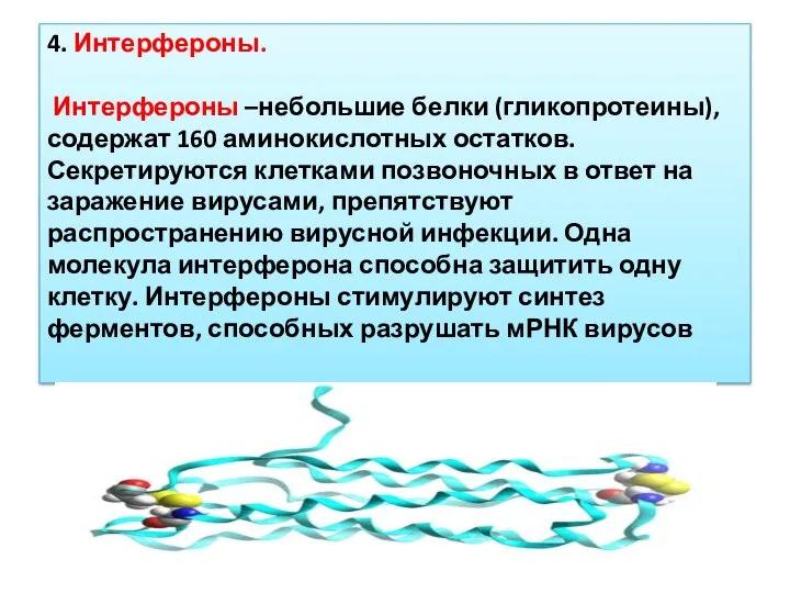 4. Интерфероны. Интерфероны –небольшие белки (гликопротеины), содержат 160 аминокислотных остатков. Секретируются