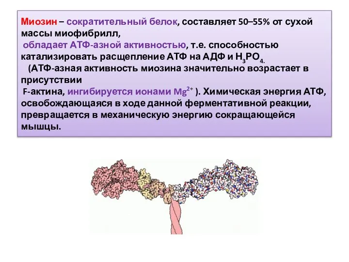 Миозин – сократительный белок, составляет 50–55% от сухой массы миофибрилл, обладает