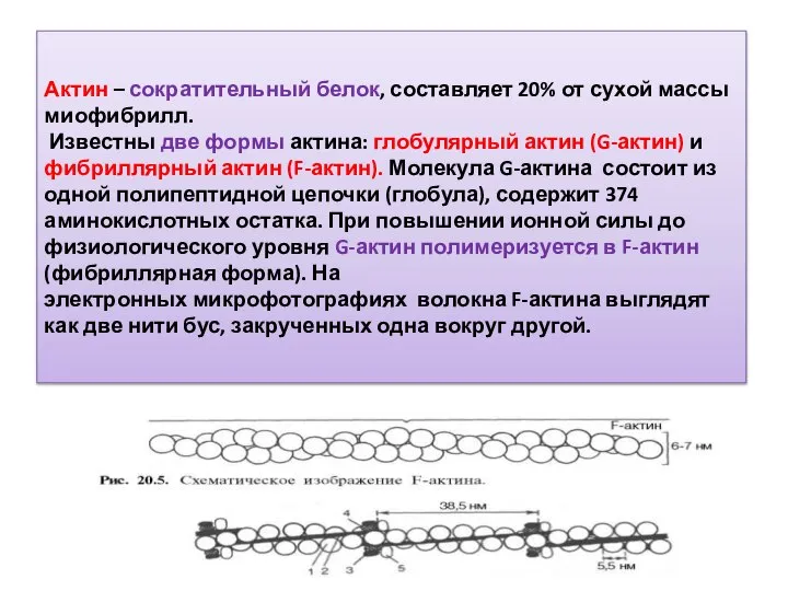 Актин – сократительный белок, составляет 20% от сухой массы миофибрилл. Известны