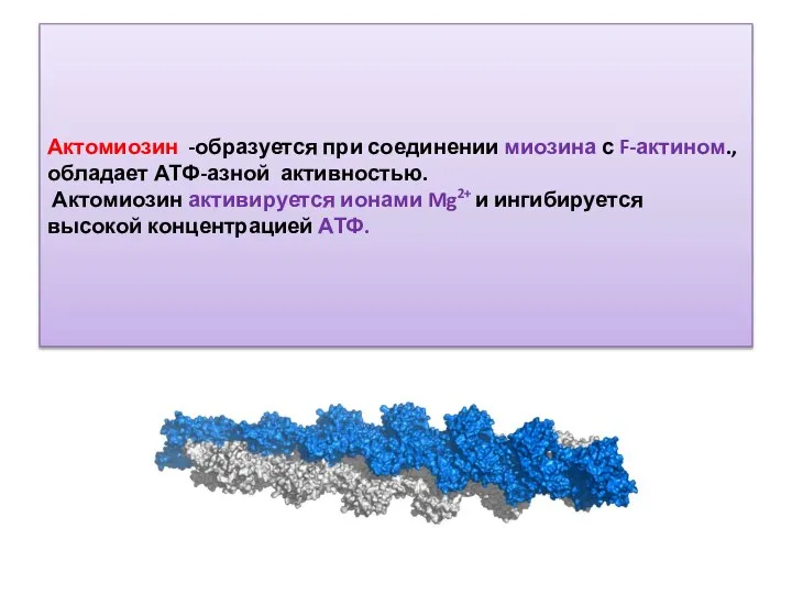 Актомиозин -образуется при соединении миозина с F-актином., обладает АТФ-азной активностью. Актомиозин