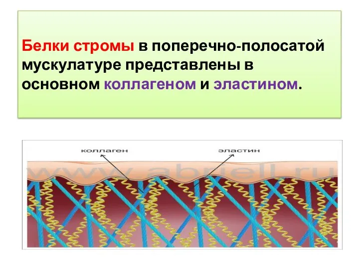 Белки стромы в поперечно-полосатой мускулатуре представлены в основном коллагеном и эластином.