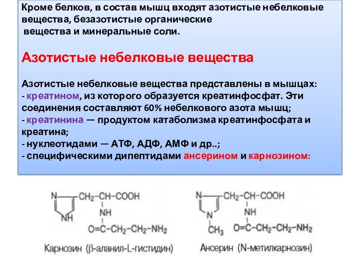 Кроме белков, в состав мышц входят азотистые небелковые вещества, безазотистые органические