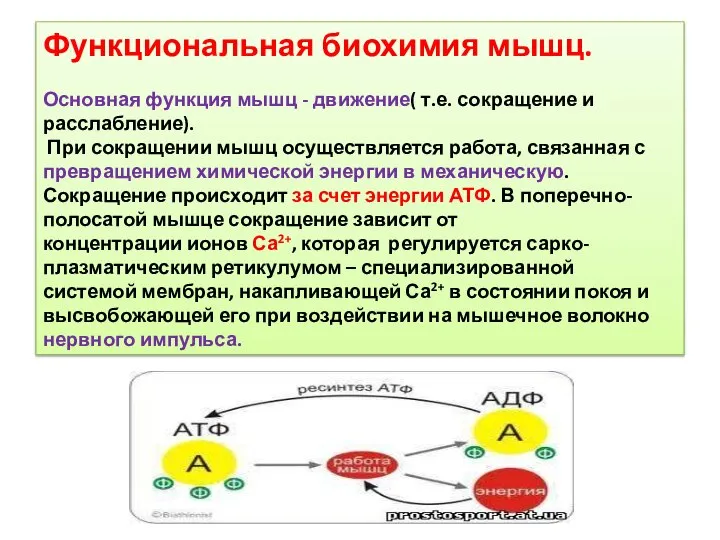 Функциональная биохимия мышц. Основная функция мышц - движение( т.е. сокращение и