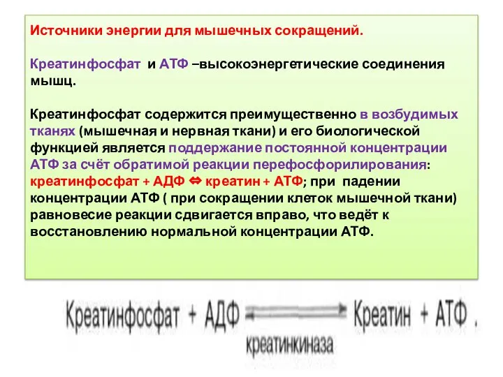 Источники энергии для мышечных сокращений. Креатинфосфат и АТФ –высокоэнергетические соединения мышц.