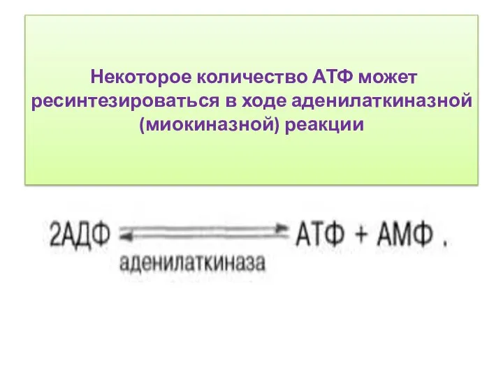 Некоторое количество АТФ может ресинтезироваться в ходе аденилаткиназной (миокиназной) реакции