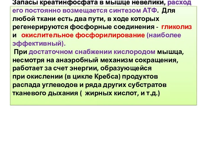 Запасы креатинфосфата в мышце невелики, расход его постоянно возмещается синтезом АТФ.