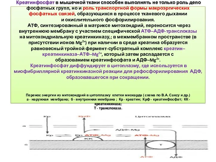 Креатинфосфат в мышечной ткани способен выполнять не только роль депо фосфатных