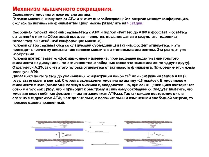 Механизм мышечного сокращения. Скольжение миозина относительно актина. Головки миозина расщепляют АТФ