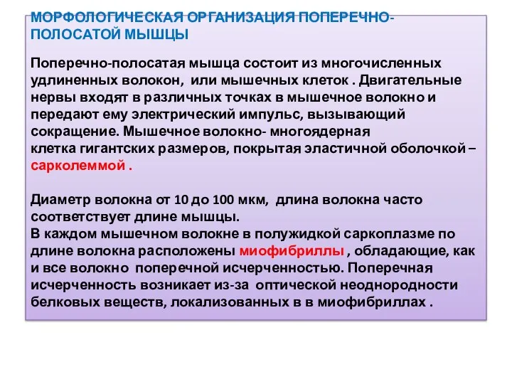 МОРФОЛОГИЧЕСКАЯ ОРГАНИЗАЦИЯ ПОПЕРЕЧНО-ПОЛОСАТОЙ МЫШЦЫ Поперечно-полосатая мышца состоит из многочисленных удлиненных волокон,