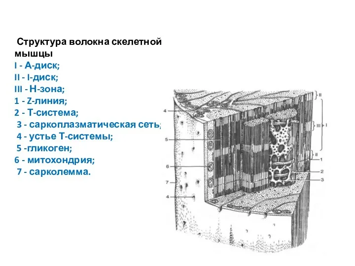 Структура волокна скелетной мышцы I - А-диск; II - I-диск; III