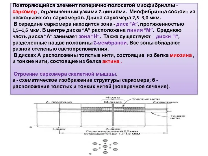 Повторяющийся элемент поперечно-полосатой миофибриллы - саркомер , ограниченный узкими Z-линиями. Миофибрилла