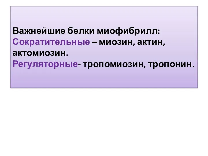 Важнейшие белки миофибрилл: Сократительные – миозин, актин, актомиозин. Регуляторные- тропомиозин, тропонин.