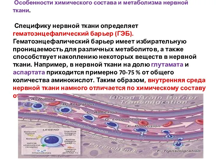 Особенности химического состава и метаболизма нервной ткани. Специфику нервной ткани определяет