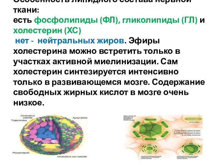 Особенность липидного состава нервной ткани: есть фосфолипиды (ФЛ), гликолипиды (ГЛ) и