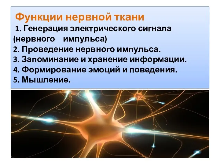 Функции нервной ткани 1. Генерация электрического сигнала (нервного импульса) 2. Проведение