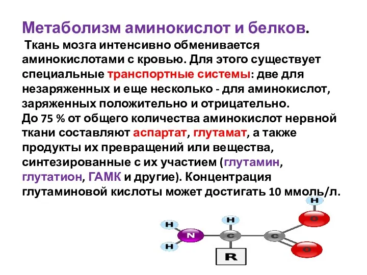 Метаболизм аминокислот и белков. Ткань мозга интенсивно обменивается аминокислотами с кровью.