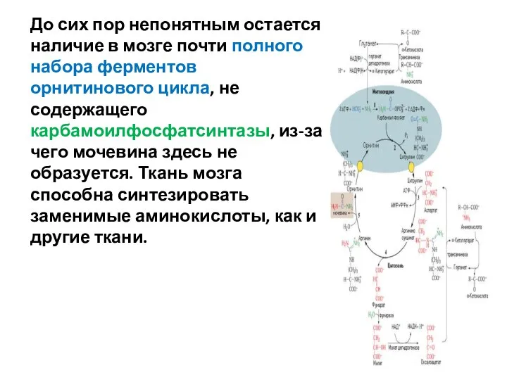 До сих пор непонятным остается наличие в мозге почти полного набора