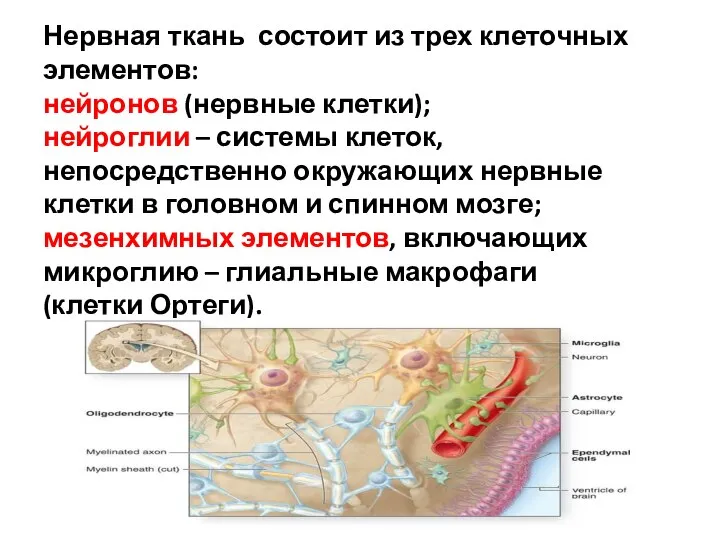 Нервная ткань состоит из трех клеточных элементов: нейронов (нервные клетки); нейроглии