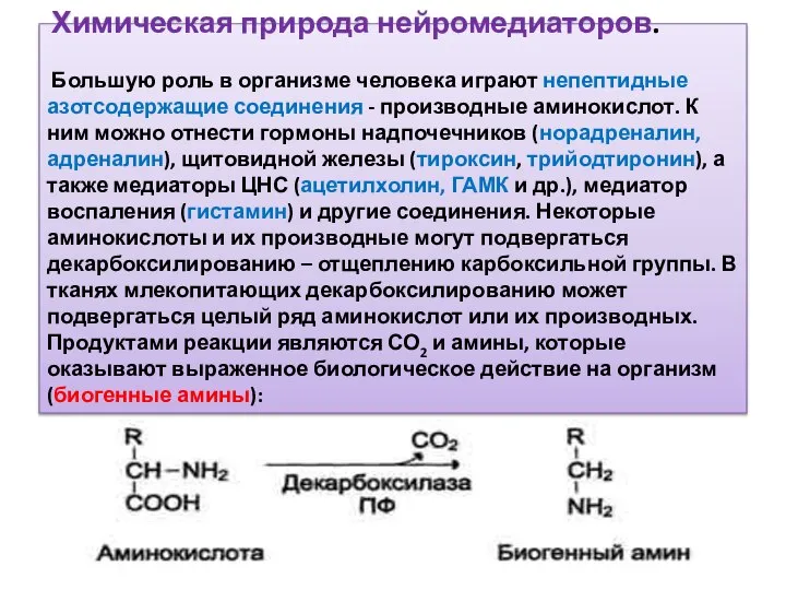 Химическая природа нейромедиаторов. Большую роль в организме человека играют непептидные азотсодержащие